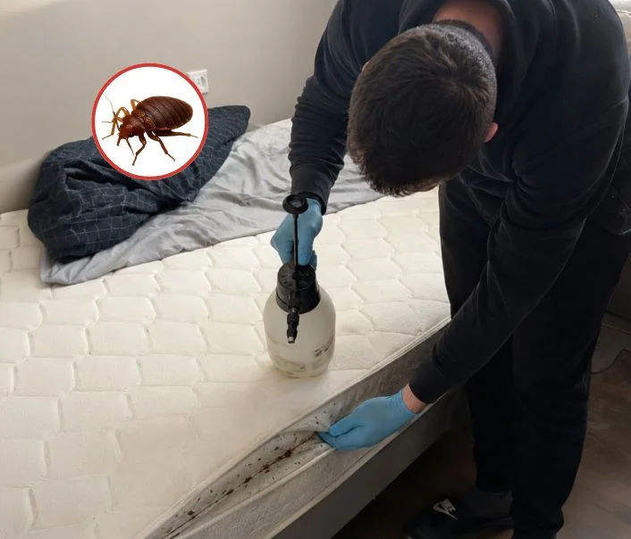 Technicien traitant un matelas contre les punaises de lit à Frouville
